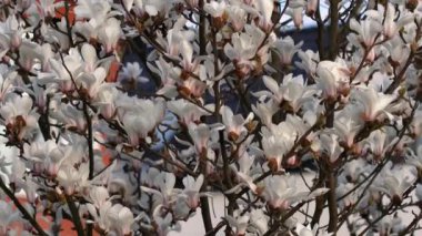 Güzel beyaz manolya çiçekleri rüzgarda sallanıyor. Güzel, bahar çiçekli beyaz manolya. Arka planda mavi gökyüzü.