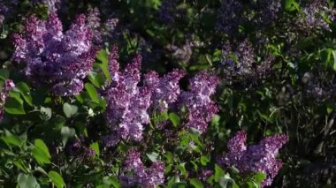 İlkbaharda leylak çiçeği. Leylak çiçekleri ve yeşil yapraklar rüzgarda sallanıyor. Akşam güneşinin ışınları güzel leylak ağaçlarını aydınlatıyor..