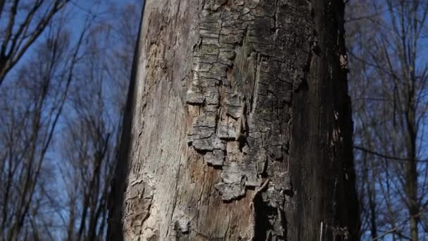 Gray Brown Tree Bark Spring Forest Bark Tree Gnawed Animals — Vídeos de Stock