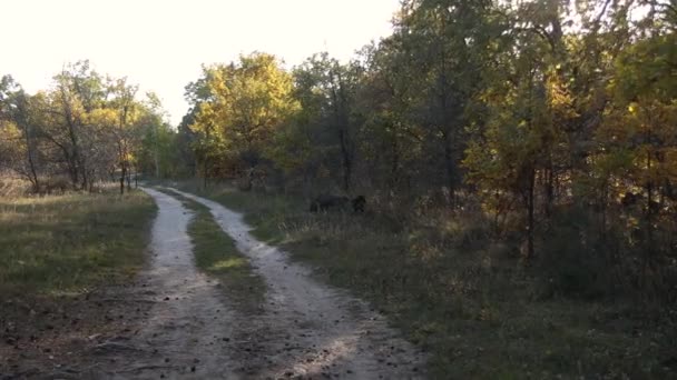 Procházka Podzimním Lese Paprsky Slunce Pronikají Větvemi Stromů Zelená Tráva — Stock video