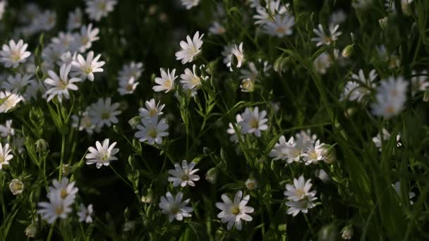 Piękne Białe Kwiaty Oświetlone Przez Słońce Dużo Zielonej Trawy Liści — Wideo stockowe
