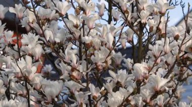 Güzel beyaz manolya çiçekleri rüzgarda sallanıyor. Güzel, bahar çiçekli beyaz manolya. Arka planda mavi gökyüzü.