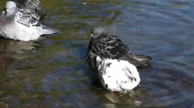 Mavi ve beyaz güvercinler suda, nehirde, gölde, su deposunda yıkanırlar. Nehirde güvercinler sıçrıyor.