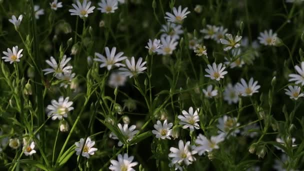 Piękne Białe Kwiaty Oświetlone Przez Słońce Dużo Zielonej Trawy Liści — Wideo stockowe
