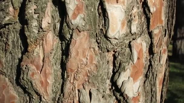 アリは茶色の木の樹皮を登る トウヒの樹皮はアリで覆われています 灰色の茶色の木の樹皮 森の中の春 — ストック動画