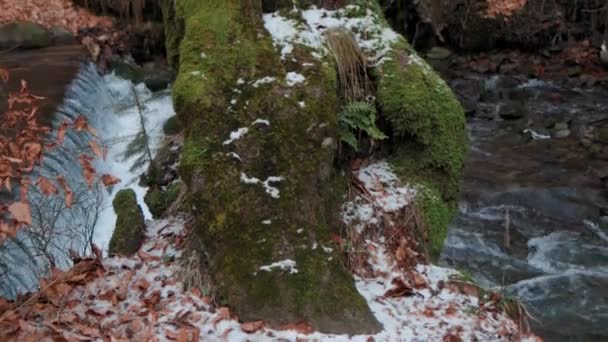 Beautiful Forest Day Beautiful Brown Gray Trees Covered Thick Moss — Vídeo de stock