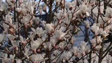 Güzel beyaz manolya çiçekleri rüzgarda sallanıyor. Güzel, bahar çiçekli beyaz manolya. Arka planda mavi gökyüzü.