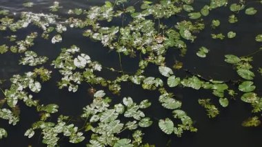 Nehirde, gölde ve gölde farklı yeşil su zambakları sallanıyor. Nehrin üzerindeki rüzgar dalgalar yaratır. Güzel nehir yüzeyi. Yeşil su zambakları rüzgarda sallanıyor.