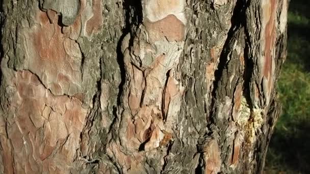 Ants Climb Bark Brown Tree Bark Spruce Covered Ants Gray — Vídeos de Stock