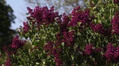 İlkbaharda leylak çiçeği. Leylak çiçekleri ve yeşil yapraklar rüzgarda sallanıyor. Akşam güneşinin ışınları güzel leylak ağaçlarını aydınlatıyor..