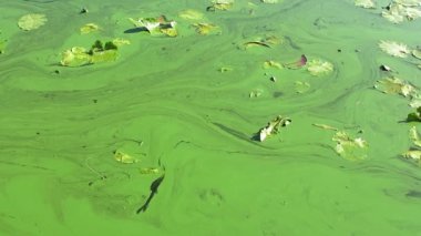 Nehir yeşil alglerle kaplı. Yeşil yosunlarla kaplı nehir yüzeyinin üst görüntüsü. Fabrikalardan gelen çeşitli atıklar nehirlerin, göllerin ve rezervlerin kirlenmesine yol açıyor..