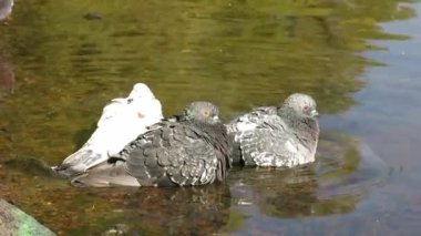 Mavi ve beyaz güvercinler suda, nehirde, gölde, su deposunda yıkanırlar. Nehirde güvercinler sıçrıyor.