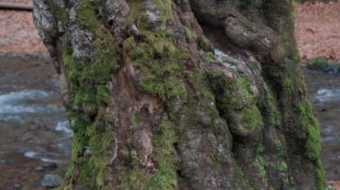 Beautiful forest during the day. Beautiful brown, gray trees covered with thick moss. The bark of the trees is covered with green moss.