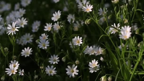 Όμορφα Λευκά Λουλούδια Φωτίζονται Από Τον Ήλιο Πολύ Πράσινο Γρασίδι — Αρχείο Βίντεο