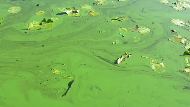 这条河被绿藻覆盖着 俯瞰被绿藻覆盖的河流表面 工厂产生的各种废物会导致河流 湖泊和水库的污染 — 图库视频影像