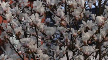 Güzel beyaz manolya çiçekleri rüzgarda sallanıyor. Güzel, bahar çiçekli beyaz manolya. Arka planda mavi gökyüzü.