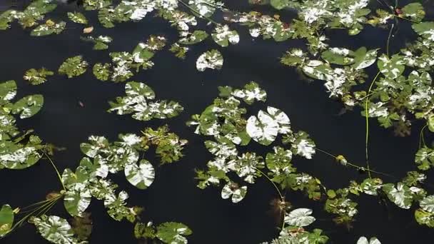 Різні Зелені Водяні Лілії Ширяють Річці Озері Водоймі Вітер Над — стокове відео