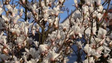 Güzel beyaz manolya çiçekleri rüzgarda sallanıyor. Güzel, bahar çiçekli beyaz manolya. Arka planda mavi gökyüzü.