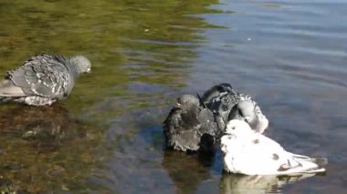 Mavi ve beyaz güvercinler suda, nehirde, gölde, su deposunda yıkanırlar. Nehirde güvercinler sıçrıyor.