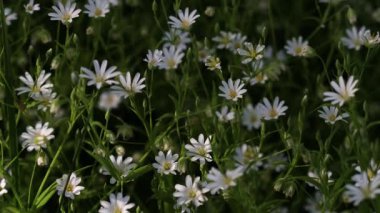 Güzel beyaz çiçekler güneş tarafından aydınlatılır. Bir sürü yeşil ot ve yaprak. Güzel bahar çayırları çiçeklerle kaplıdır. Farklı bitkilerin çiçekleri..
