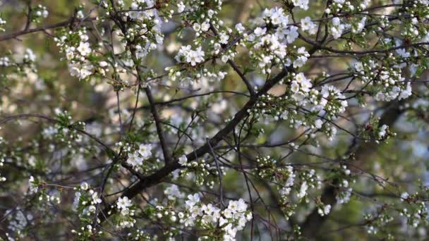 Прекрасне Біле Цвітіння Вишні Весняні Білі Квіти Ширяють Вітрі Зелене — стокове відео