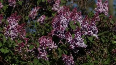 İlkbaharda leylak çiçeği. Leylak çiçekleri ve yeşil yapraklar rüzgarda sallanıyor. Akşam güneşinin ışınları güzel leylak ağaçlarını aydınlatıyor..