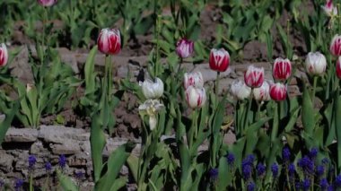 Güzel mor, leylak, parkta beyaz laleler, orman. Ön planda turuncu ve sarı laleler var. Bir sürü yeşil yaprak.