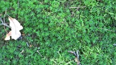 Beautiful forest during the day. Beautiful brown, gray trees covered with thick moss. The bark of the trees is covered with green moss.