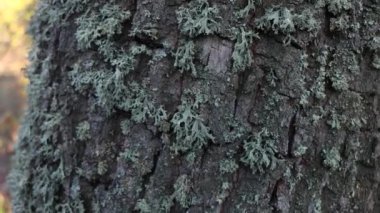Beautiful forest during the day. Beautiful brown, gray trees covered with thick moss. The bark of the trees is covered with green moss.