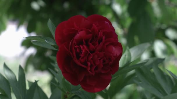 Bujor Roșu Frumos Fundal Verde Floare Frumoasă Învârte Vânt Razele — Videoclip de stoc