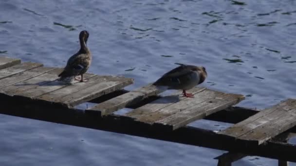 Dois Patos Estão Uma Ponte Marrom Madeira Limpam Suas Penas — Vídeo de Stock