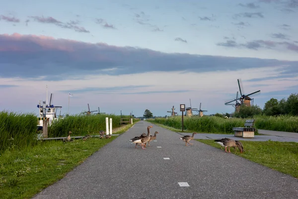 Geeseは風車でオランダの村の道を横断します キンダーダイクのオランダ村の日没時に木製の風車 風車は風に乗って走る 美しいオランダの運河には水が満ちています — ストック写真