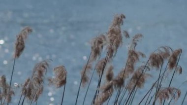 Sazlıklar rüzgarda sallanıyor. Batan güneş bitkileri, otları, nehir kamışlarını aydınlatır. Arka planda nehir var. Güneş ışınları nehire yansıyor, arka planda parlıyor..