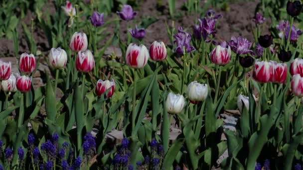 Hermoso Púrpura Lila Tulipanes Blancos Parque Bosque Tulipanes Anaranjados Amarillos — Vídeos de Stock
