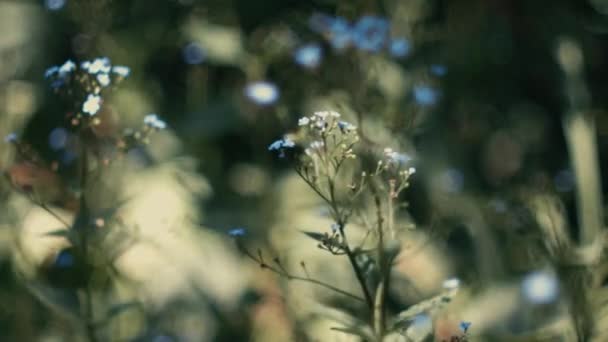 Nádherné Modré Zapomenuté Květiny Zapomeňte Květiny Pohybují Větru Zelená Tráva — Stock video