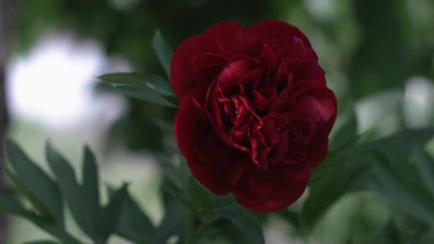 Красивый Красный Пион Зеленом Фоне Красивый Цветок Раскачивается Ветру Солнечные — стоковое видео