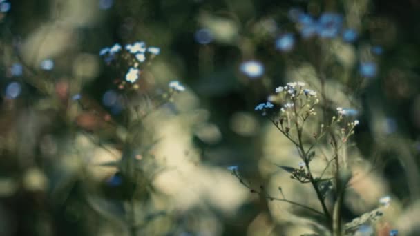 Piękne Niebieskie Niezapomniane Kwiaty Nie Zapominaj Kwiatach Poruszających Się Wietrze — Wideo stockowe