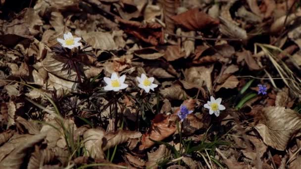 Schöne Lila Und Blaue Scillas Schöne Wiese Mit Frühlingsprimeln Trockenes — Stockvideo