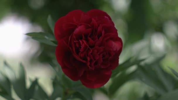 Красива Червона Півонія Зеленому Тлі Прекрасна Квітка Гойдається Вітрі Сонячні — стокове відео