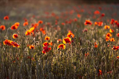 Gün batımında güzel kırmızı gelincikler. Çiçek açan gelincikli tarla. Yeşil saplar ve kırmızı çiçekler. Gün batımında haşhaş dolu güzel bir tarla. Güneş ışınları açmakta olan kırmızı gelincikleri aydınlatıyor..