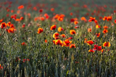 Gün batımında güzel kırmızı gelincikler. Çiçek açan gelincikli tarla. Yeşil saplar ve kırmızı çiçekler. Gün batımında haşhaş dolu güzel bir tarla. Güneş ışınları açmakta olan kırmızı gelincikleri aydınlatıyor..