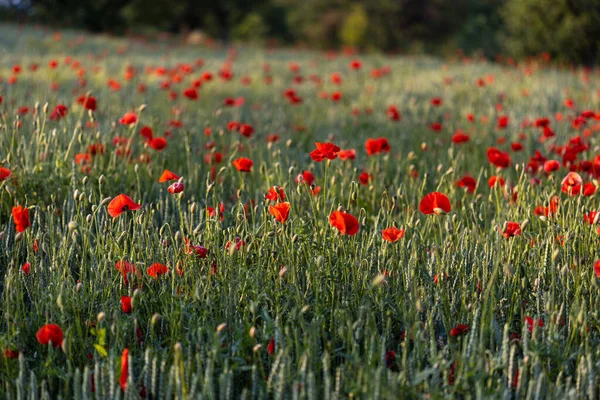 Beautiful Red Poppies Sunset Field Blooming Poppies Green Stems Red — Stock Photo, Image