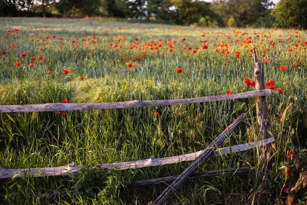 Beautiful Red Poppies Sunset Field Blooming Poppies Green Stems Red — Stock Photo, Image
