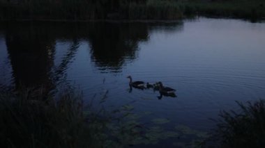 Bir ördek ailesi, kazlar su kanalında, nehirde, gölde yüzüyor. Bir sürü sazlık ve nilüfer. Gece vakti. Ağır çekim. Su yüzeyinde yavaşça süzülüyor..