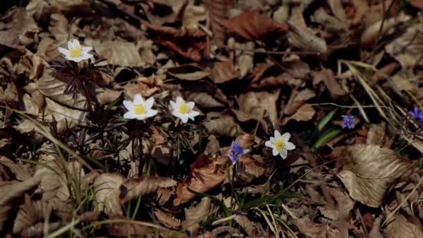 Piękne Fioletowe Niebieskie Scille Piękna Łąka Wiosennymi Pierwiosnkami Suche Liście — Wideo stockowe