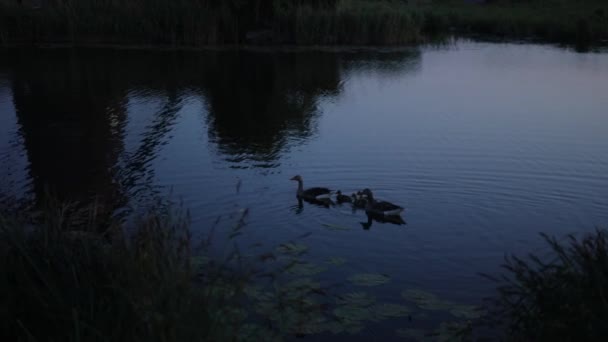 一群鸭子 鹅在水沟 湖中游泳 许多芦苇和睡莲 该睡觉了慢动作慢慢地 慢慢地漂浮在水面上 — 图库视频影像