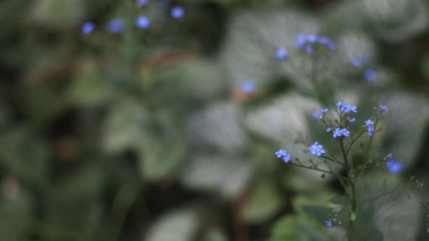 Красивые Голубые Незабвенные Цветы Незабудка Цветы Двигаются Ветру Зеленая Трава — стоковое видео