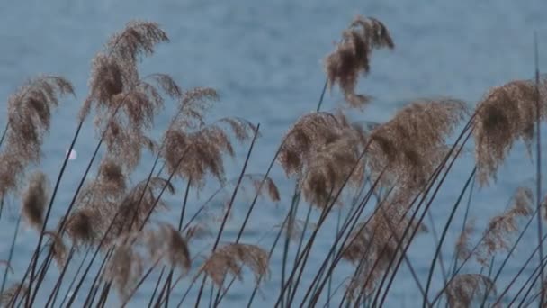 Trzcina Kołysze Się Wietrze Zachodzące Słońce Oświetla Rośliny Trawę Trzcinę — Wideo stockowe