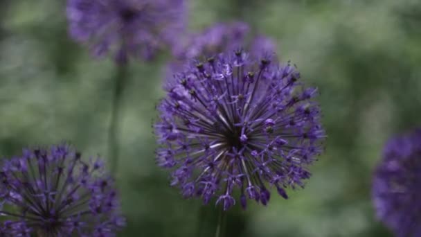 Beautiful Purple Dutch Onion Onion Flowers Move Wind Green Grass — Stock Video