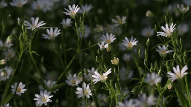 Lindas Flores Brancas São Iluminadas Pelo Sol Muita Relva Verde — Vídeo de Stock